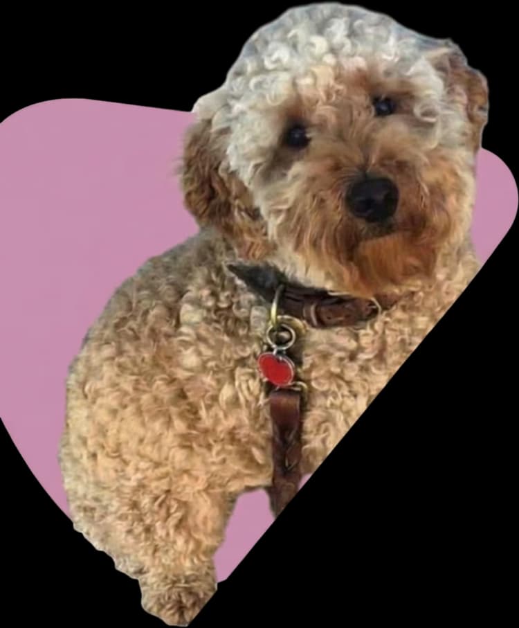 Hounds of Love Pet Care