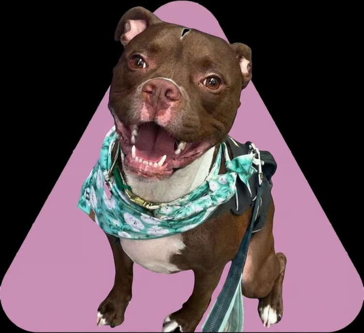 Hounds of Love Pet Care