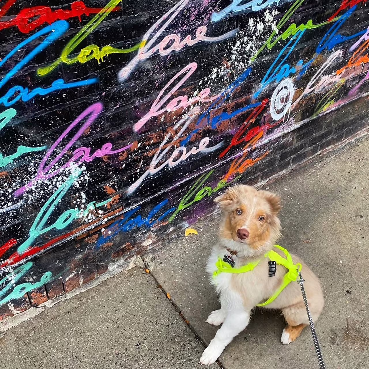 pet sitter in boerum hill brookly ny 2