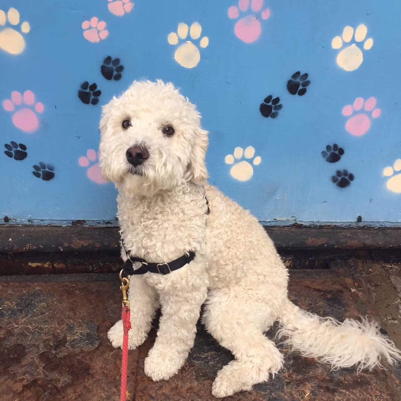 pet sitter in boerum hill brookly ny 18