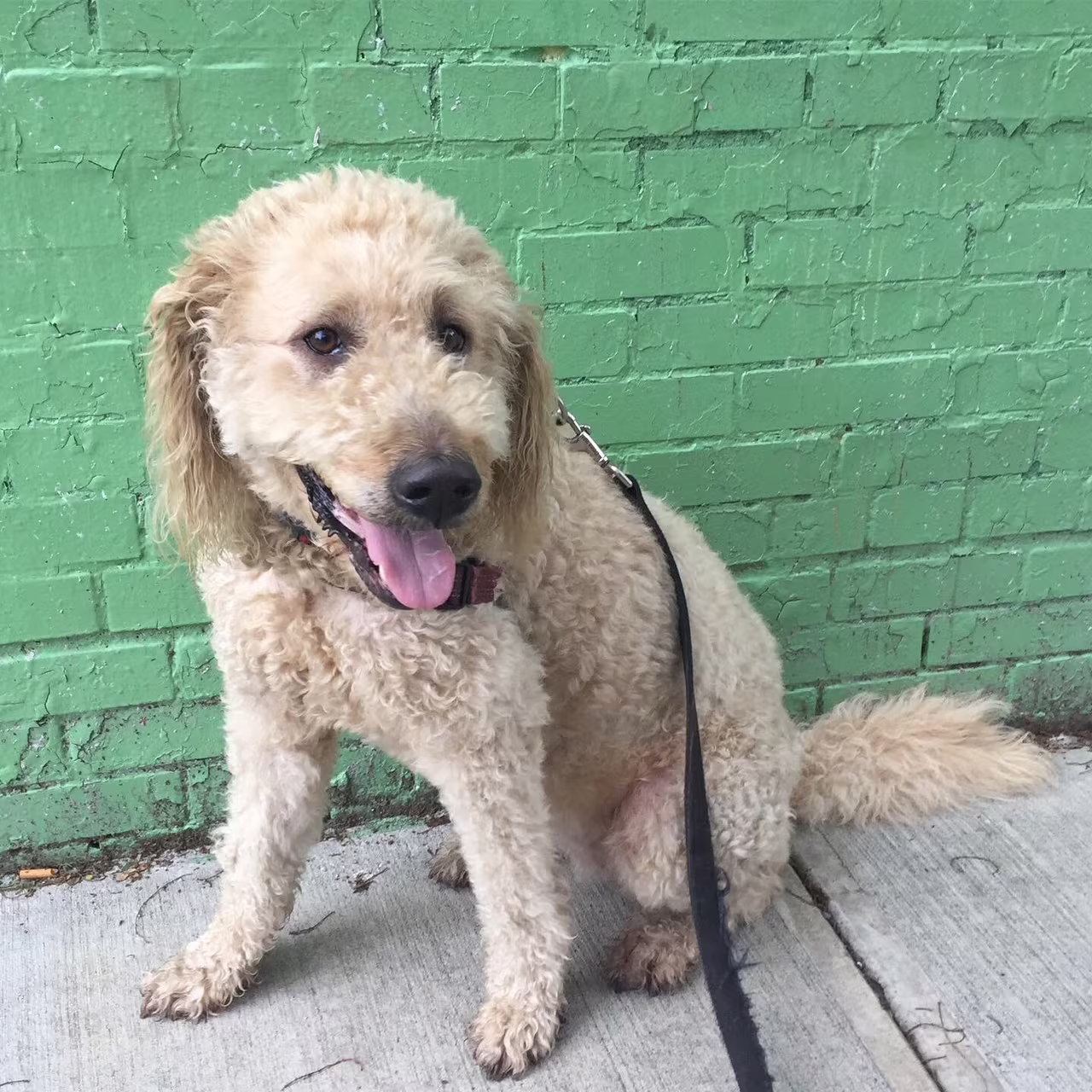 pet sitter in boerum hill brookly ny 19