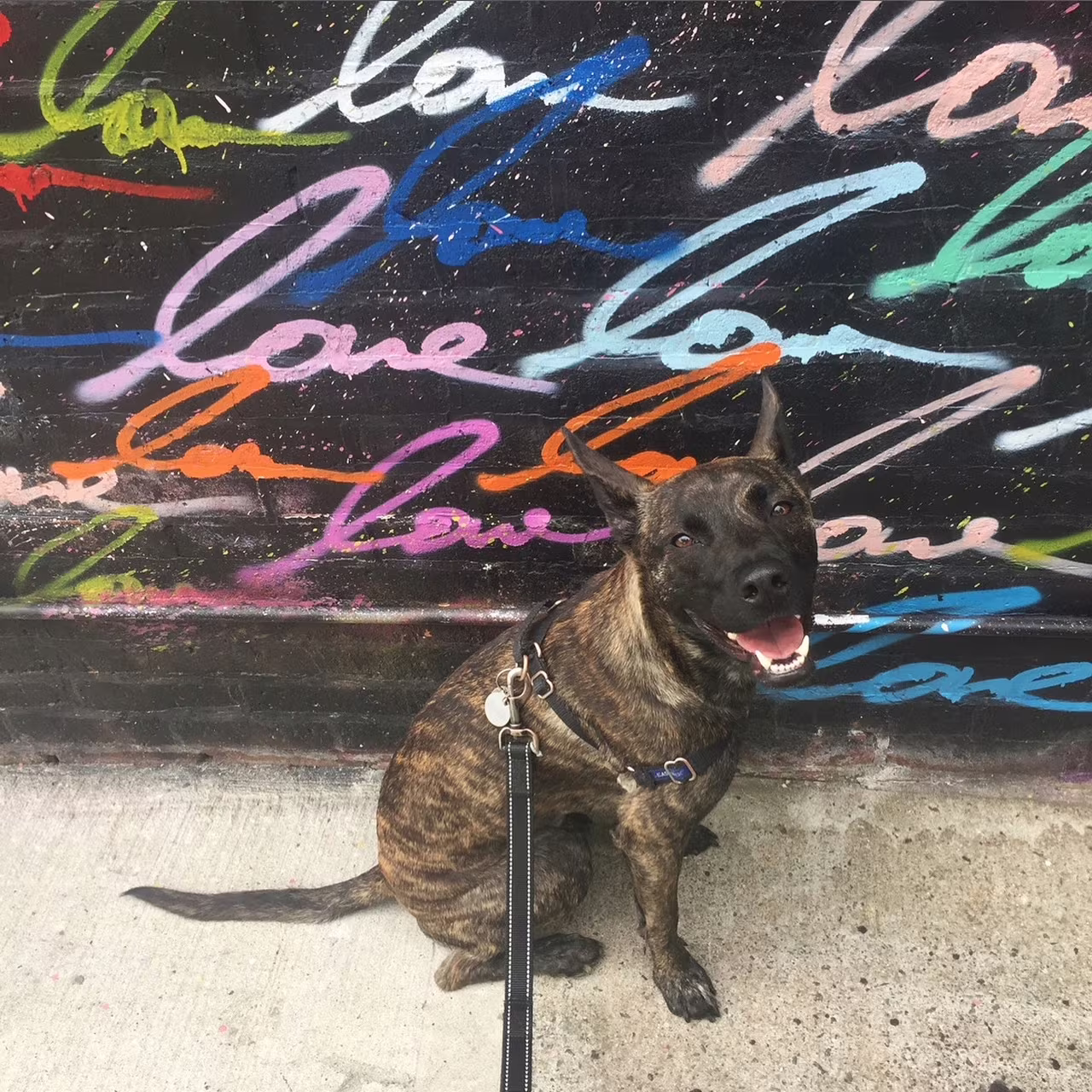 pet sitter in boerum hill brookly ny 21