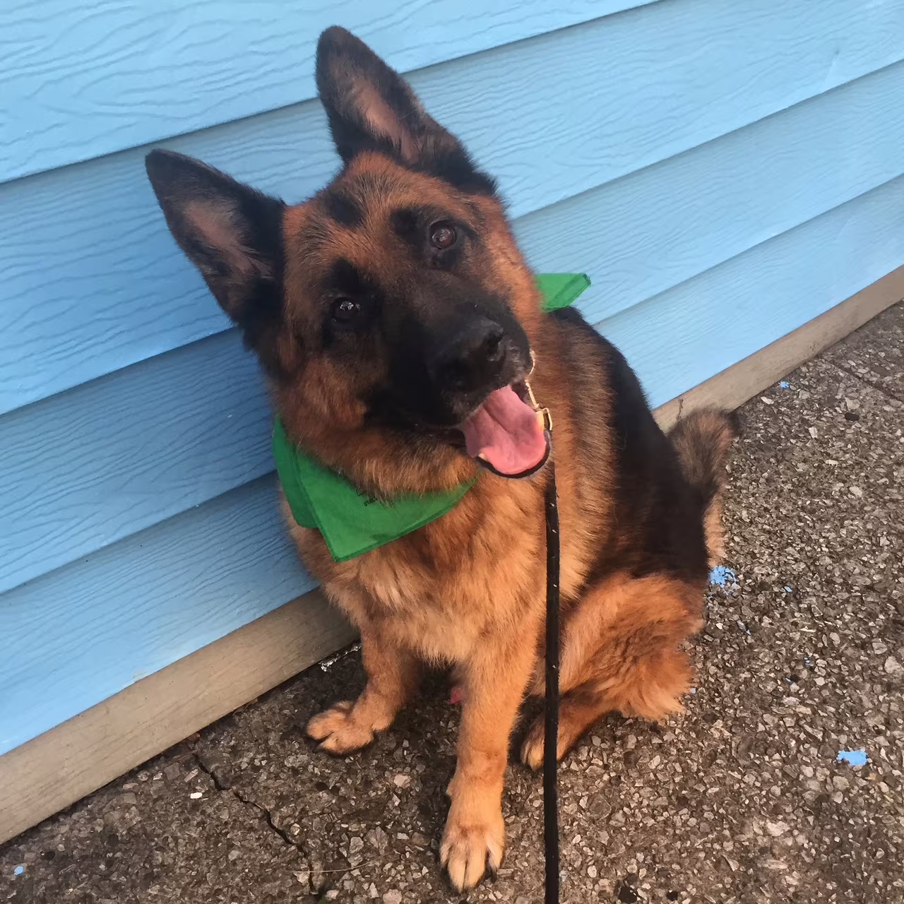 pet sitter in boerum hill brookly ny 23