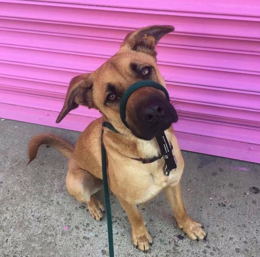 pet sitter in boerum hill brookly ny 5