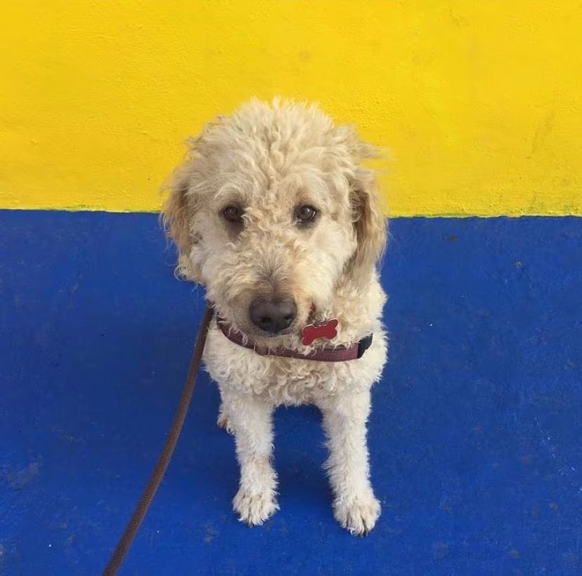 pet sitter in boerum hill brookly ny 6