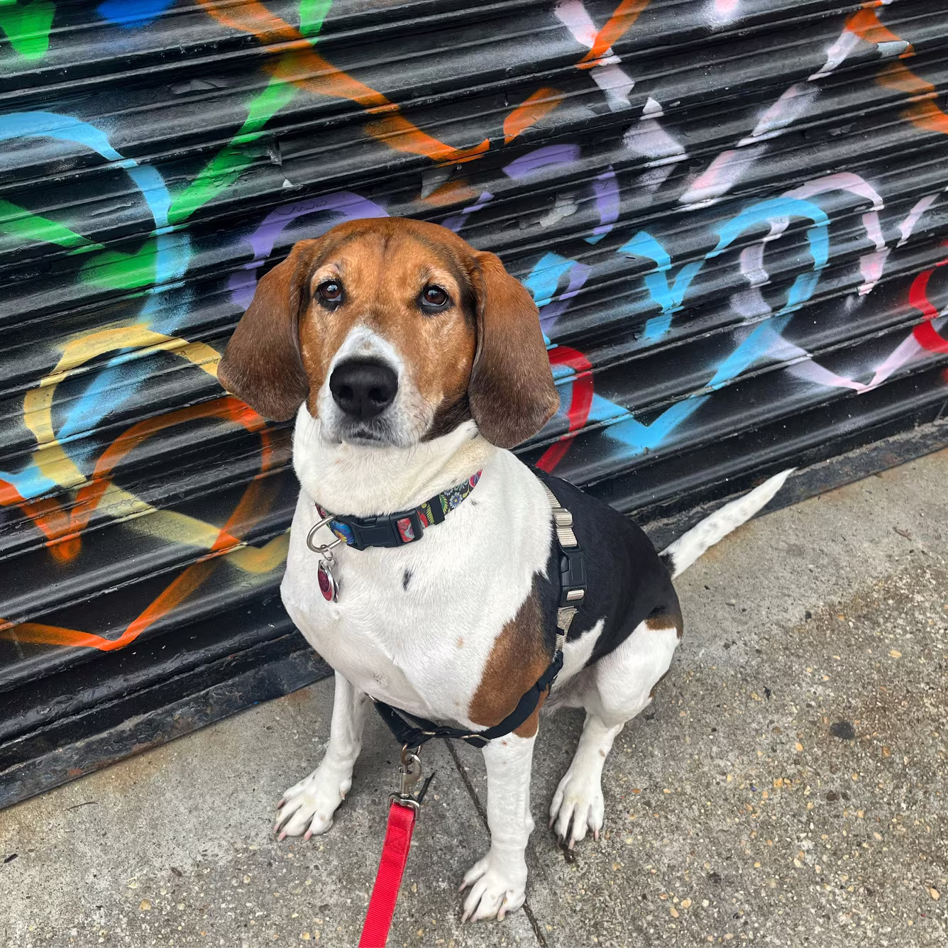 pet sitter in boerum hill brookly ny 7