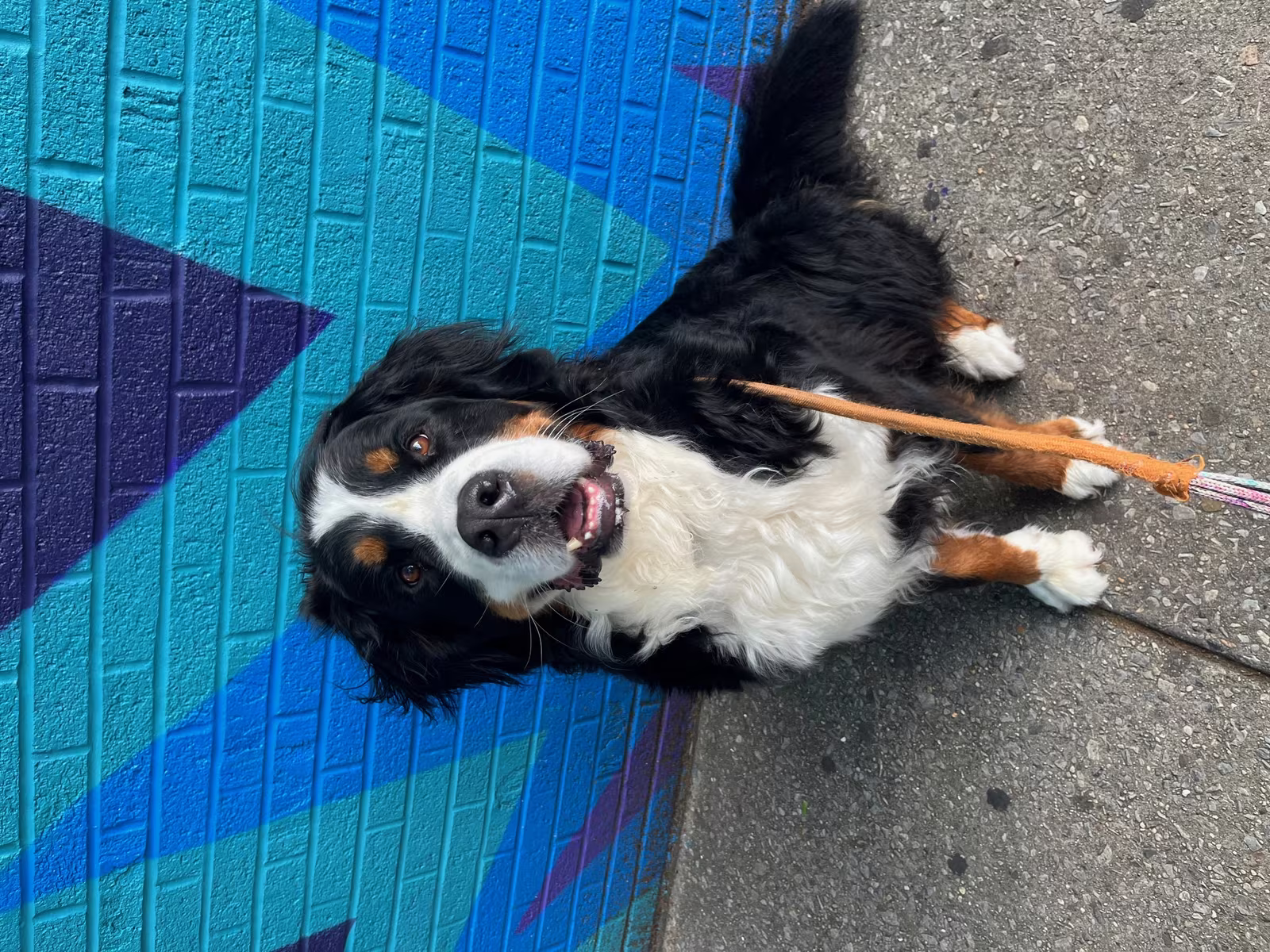 pet sitter in boerum hill brookly ny 8