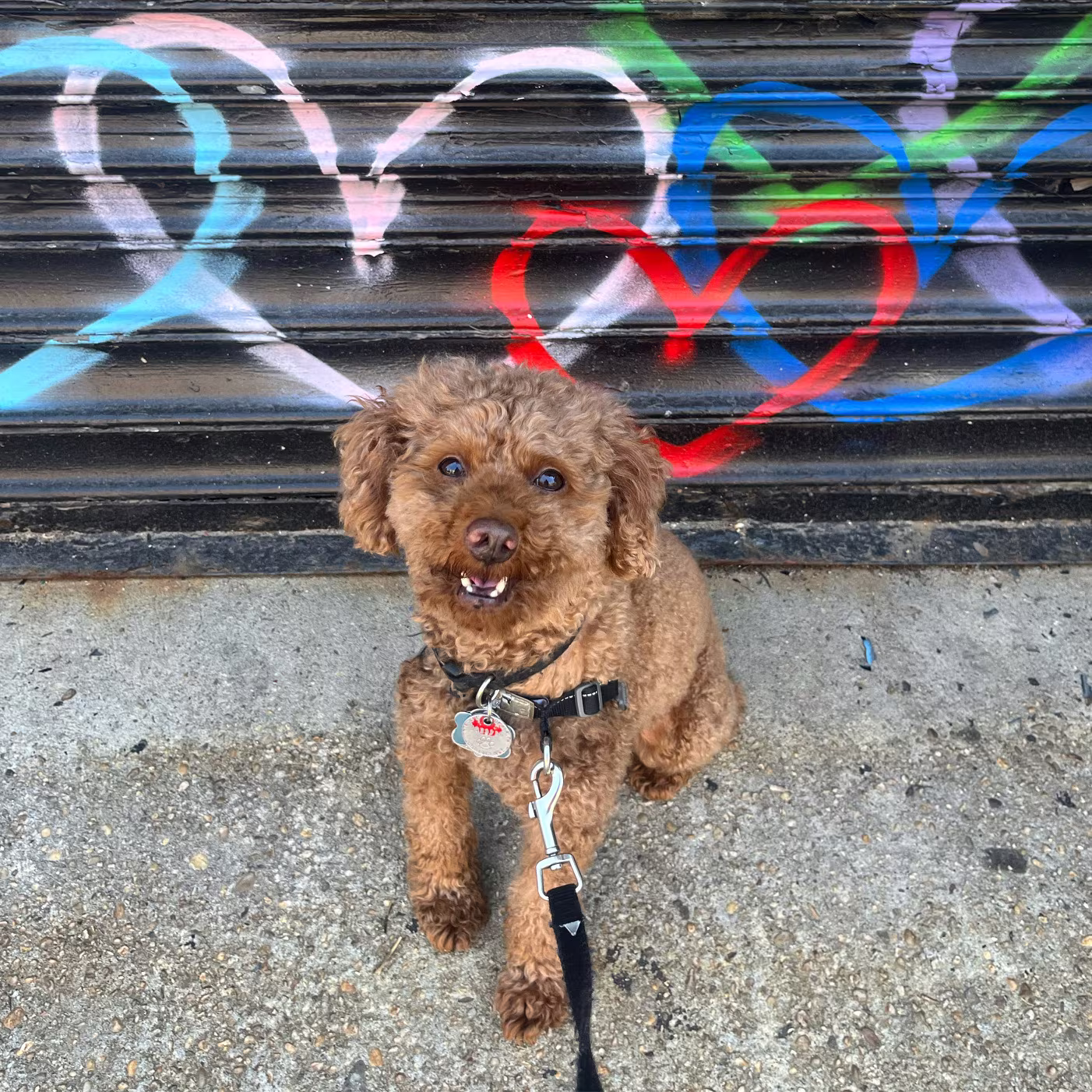 pet sitter in boerum hill brookly ny 9